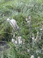 Pterocaulon virgatum