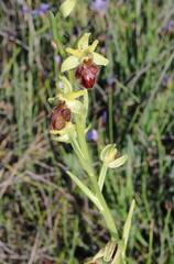 Ophrys sphegodes