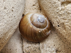 Zachrysia provisoria