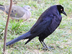 Molothrus oryzivorus