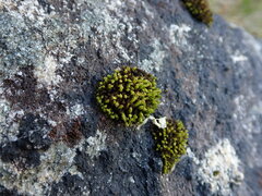 Plenogemma phyllantha