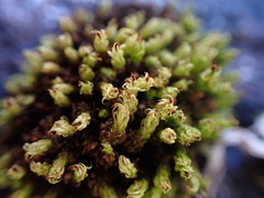 Plenogemma phyllantha