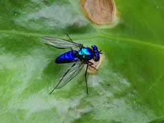 Condylostylus mundus