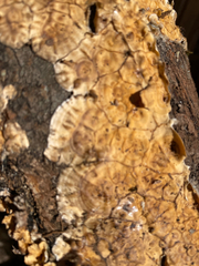 Xylobolus frustulatus