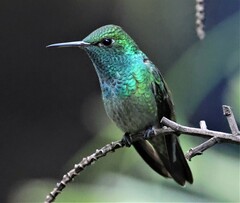 Chrysuronia versicolor