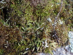 Plagiothecium undulatum