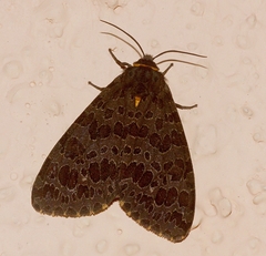 Olepa ricini