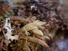 Plagiothecium undulatum