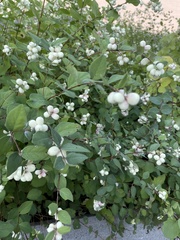 Symphoricarpos mollis