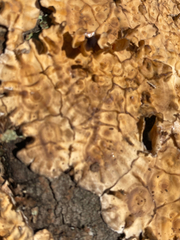 Xylobolus frustulatus