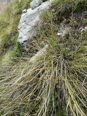 Carex myosuroides