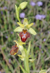 Ophrys sphegodes