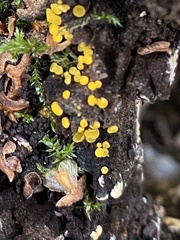 Calycina claroflava