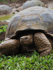 Chelonoidis niger porteri