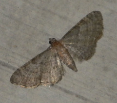 Eupithecia haworthiata