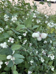 Symphoricarpos mollis