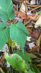 Aegopodium podagraria