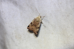 Cryptocala acadiensis