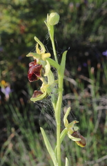Ophrys sphegodes