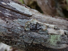 Platismatia norvegica