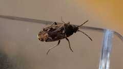 Sphragisticus nebulosus