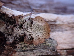 Platismatia norvegica