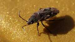 Sphragisticus nebulosus