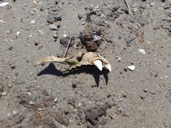 Otariidae
