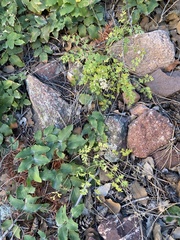 Cymopterus hallii