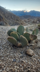 Opuntia basilaris basilaris