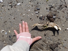 Otariidae