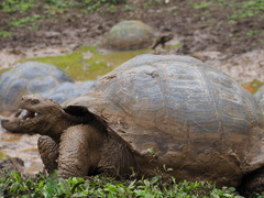 Chelonoidis niger porteri