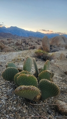Opuntia basilaris basilaris