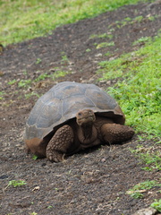 Chelonoidis niger porteri