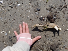 Otariidae