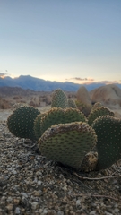 Opuntia basilaris basilaris