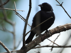 Molothrus rufoaxillaris