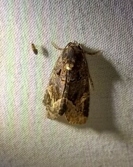 Homophoberia apicosa