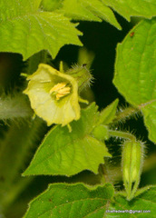 Physalis minima