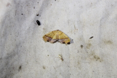 Plagodis phlogosaria