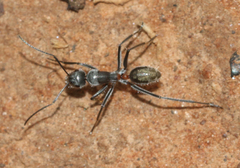 Myrmophyma