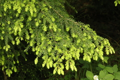Tsuga heterophylla