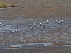 Chroicocephalus serranus