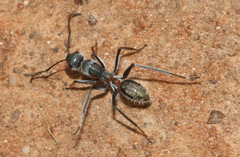 Myrmophyma