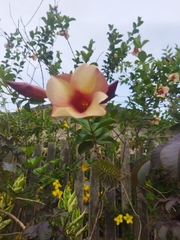 Allamanda