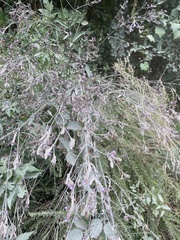 Verbena brasiliensis