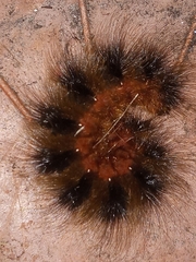 Phyllalia patens