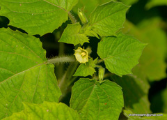 Physalis minima