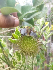 Allamanda
