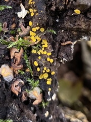 Calycina claroflava